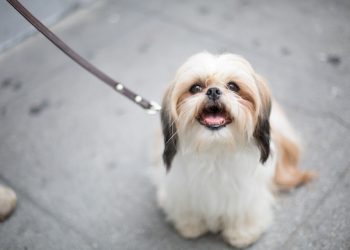 16 Signs of true happy dogs