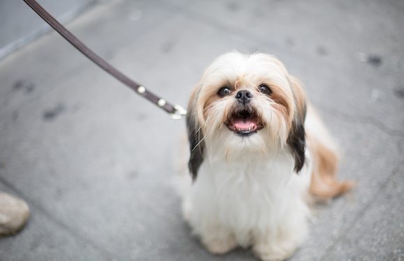 16 Signs of true happy dogs