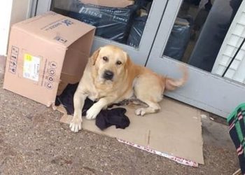 Friends At Their Best, Four Dogs Waited For Their Friend Outside The Hospital Whole Night