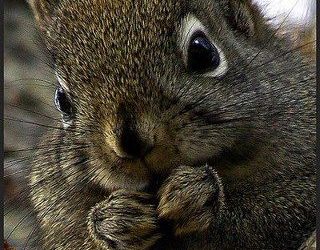 A Dutch Photographer Turns His Garden Into Squirrel Studio And The Result Is Very Cute. His Top 25 Images