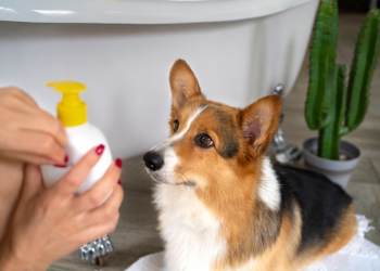 Animal health and beauty products